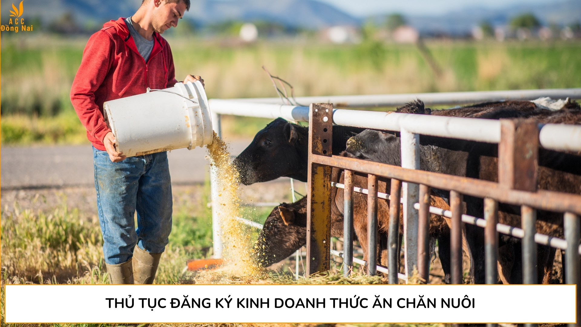 Thủ tục đăng ký kinh doanh thức ăn chăn nuôi