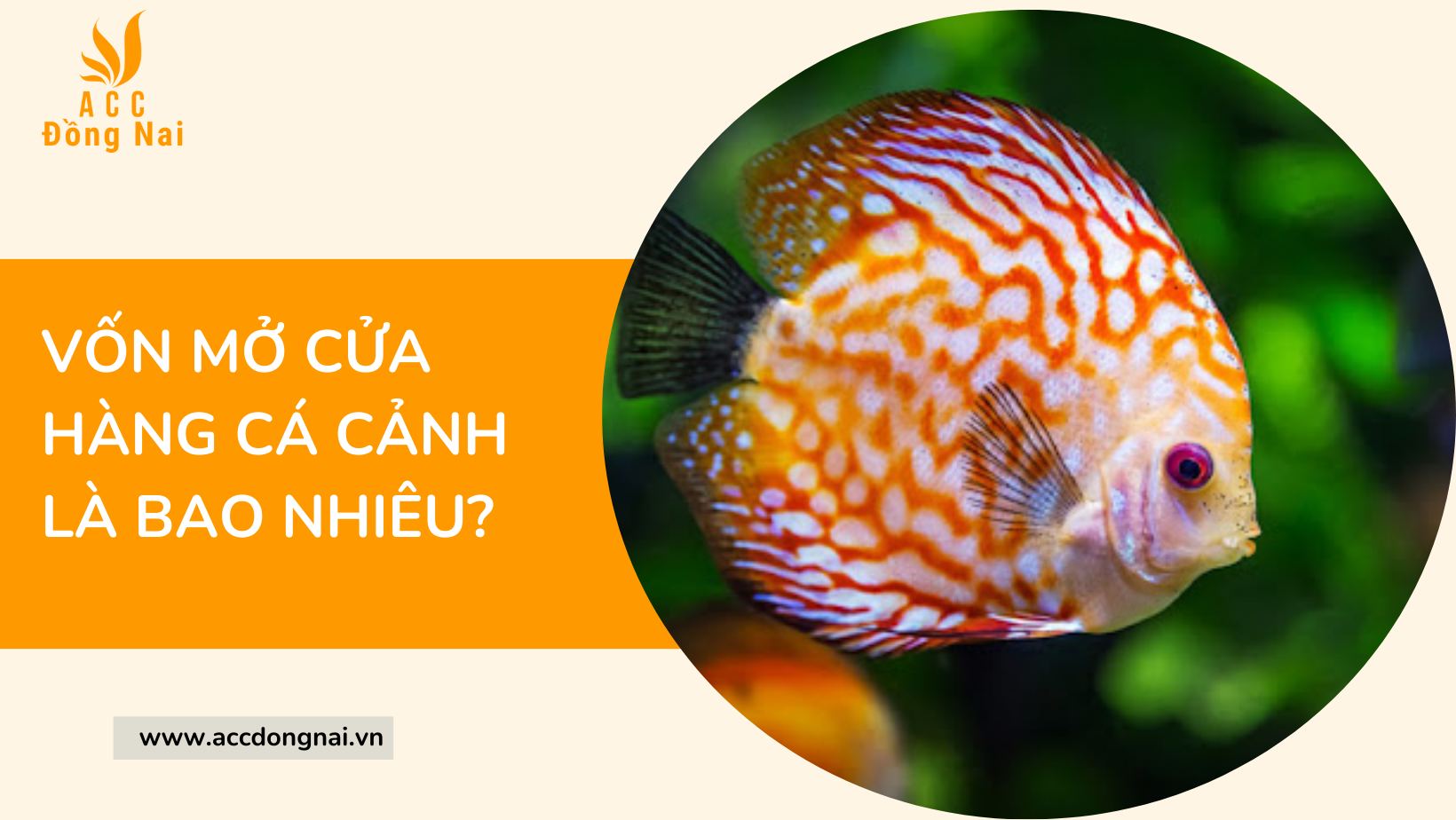 Vốn mở cửa hàng cá cảnh là bao nhiêu?