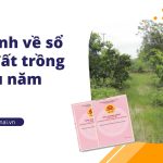 Quy định về sổ hồng đất trồng cây lâu năm