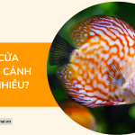 Vốn mở cửa hàng cá cảnh là bao nhiêu?