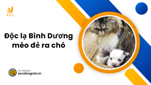 Độc lạ bình dương mèo đẻ ra chó