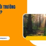 Dịch vụ môi trường rừng là gì?