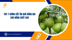 Top 7 giống cây ăn quả Đồng Nai cho năng suất cao