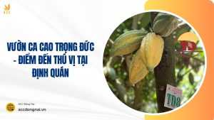 vườn ca cao trọng đức