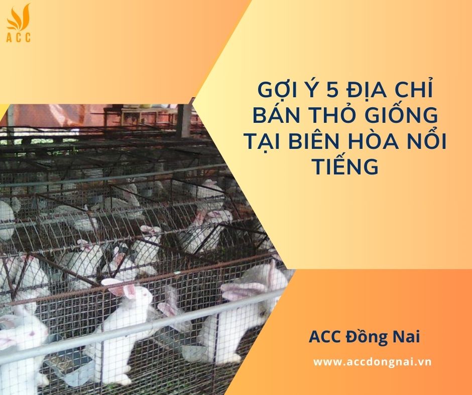 Gợi ý 5 địa chỉ bán thỏ giống tại Biên Hòa nổi tiếng