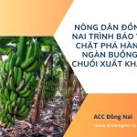 Nông dân Đồng Nai trình báo vụ chặt phá hàng ngàn buồng chuối xuất khẩu