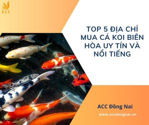 Top 5 địa chỉ mua cá Koi Biên Hòa uy tín và nổi tiếng.jpg