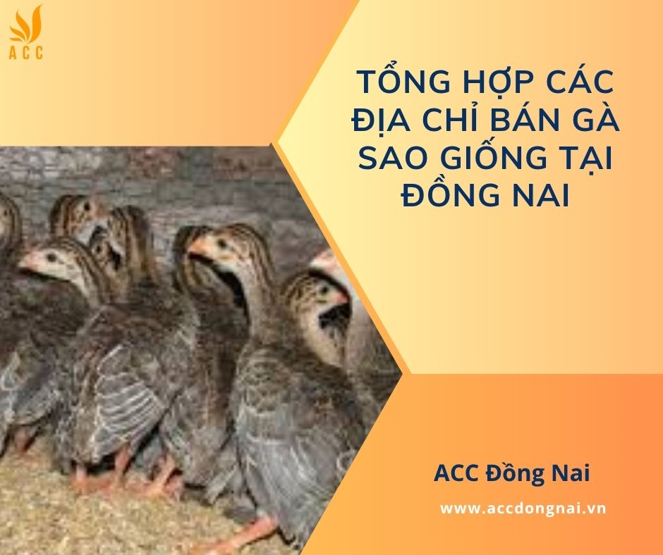Tổng hợp các địa chỉ bán gà sao giống tại Đồng Nai