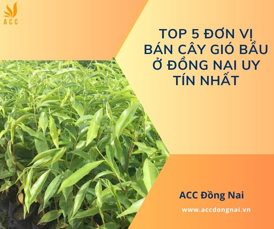 Top 5 đơn vị bán cây gió bầu ở Đồng Nai uy tín nhất