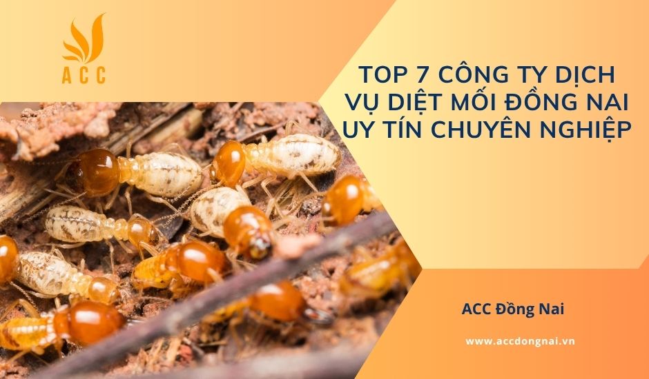 Top 7 công ty dịch vụ diệt mối Đồng Nai uy tín chuyên nghiệp
