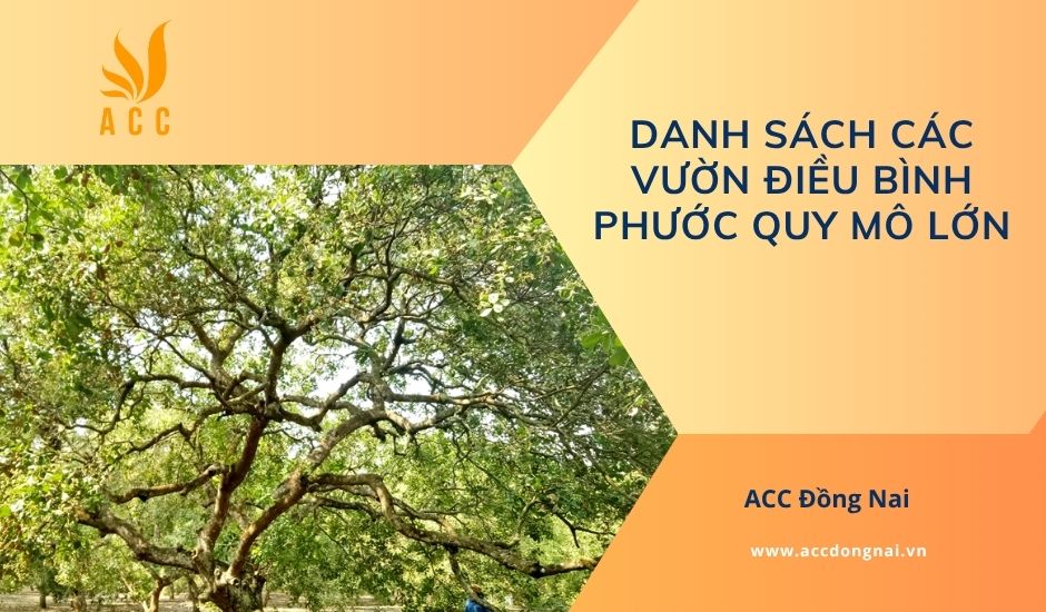 Danh sách các vườn điều Bình Phước quy mô lớn